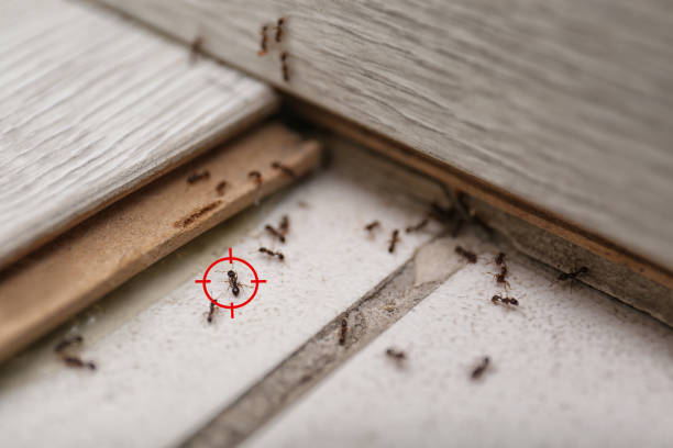 Trusted Breezy Point, MN Pest Control Experts